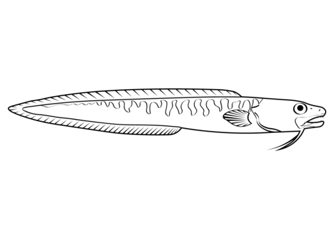 Pink Cusk Eel (Genypterus Blacodes) Coloring Page